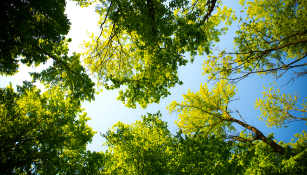 poda de arboles copia