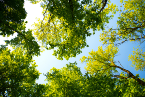 poda de arboles copia