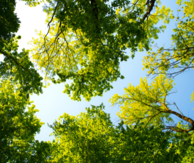poda de arboles copia