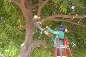 Por que hay que pedir permiso para podar o derribar un arbol en CDMX y area Metropolitana