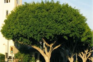 Top 10 especies de arboles que más dañan banquetas en CDMX y area metropolitana