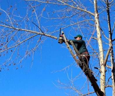 El-Mantenimiento-del-Arbolado-en-CDMX  y-los-resultados-al-no-hacer-una-poda-o-derribo-a-tiempo