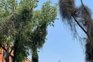 El-Muerdago-La-Plaga-Silenciosa-que-Afecta-al-Arbolado-en-CDMX-y-area-Metropolitana