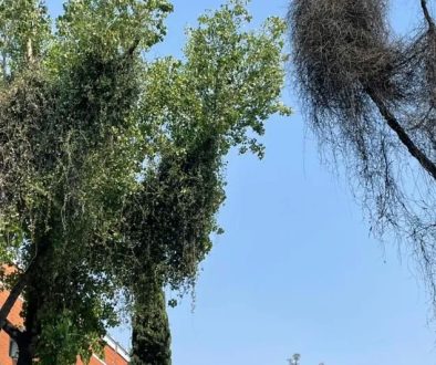 El-Muerdago-La-Plaga-Silenciosa-que-Afecta-al-Arbolado-en-CDMX-y-area-Metropolitana