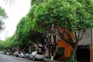Precio-de-Podar-un-arbol-en-CDMX-y-area-Metropolitana-Lo-que-Debes-Saber